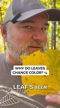 Why Leaves Turn Yellow, Orange, and Red in Fall