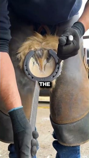 How Horse Shoes Are Put On 🐴