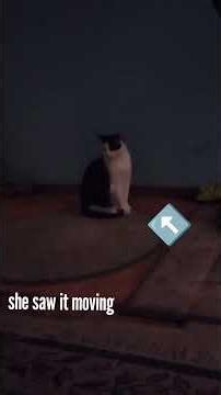 paranormal movement #cat pt1 #animals