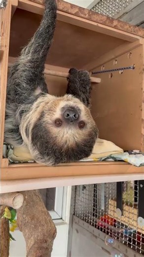 Sloth bubble enrichment