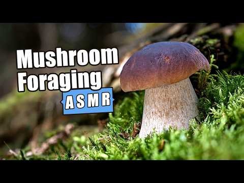 RELAXING Mushroom Foraging ASMR Video - Picking Fresh Boletus Edulis In Fairytale Forest - No Voice