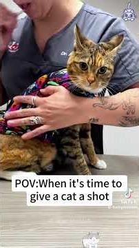 (PRIMER VIDEO DE 2026 Y ÚLTIMO VIDEO DE 2025) Gato Cartoonito Vacunas En La Vida Real