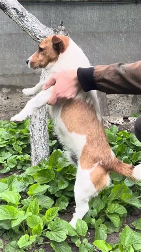 #dog #dancingdog #beagle #jackrussellterrier