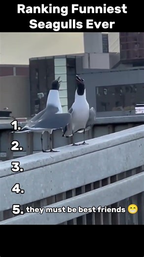 🐦😂 Funniest Seagulls Ever