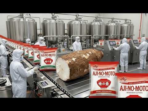 Inside the Ajinomoto Mega Factory – How Cassava Becomes MSG (Full Process)