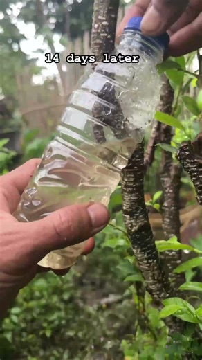 Multiply plant ficus microcarpa #bonsai #bonsailovers #bonsaitree #craft #nature #plant #garden #diy