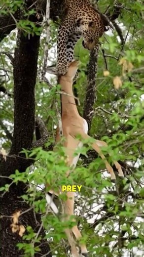 A Leopard’s Grip Is Unbreakable