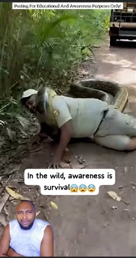 A man was hanging behind a truck deep in the jungle when a hidden danger struck. A large python suddenly launched from the bushes, knocked him to the ground, and tried to restrain him. Pythons don’t use venom—they hunt by ambush and constriction, striking fast and overpowering prey before it can react. This is why wildlife experts warn against riding exposed vehicles or moving carelessly in snake-dense forests. Lesson: In the wild, awareness saves lives. Respect animal habitats, move cautiously,