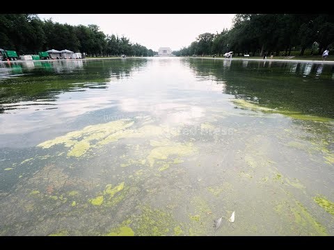 Pool owners react to algae bloom turning Trump's reflecting pool green