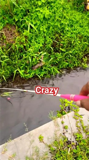 USA Hook Fishing Competition – INSANE Catch Battle! 🎣 #viral #fishing #fish