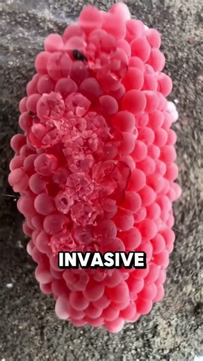 If You See This Pink Alien Egg, CRUSH IT! ⚠️