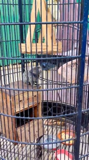 Cute Marmoset Monkey Eating Food Inside the Cage 🐒🐾 @PakistaniAnimalWorld