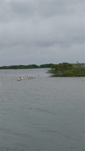 Kolleru Birds