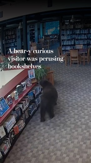 A bear sneakily wandered through a library in Mammoth Lakes, California.Human-bear encounters are on the rise this year in at least 15 states. Across the country, agencies received more bear-related calls than last year.Read more: https://t.co/SVgFz3zAf9 https://t.co/MWbv8Q3a62