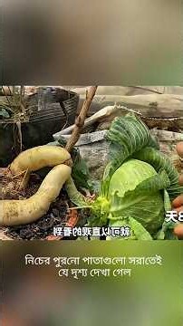He Grew One Cabbage on Two Radish Roots!