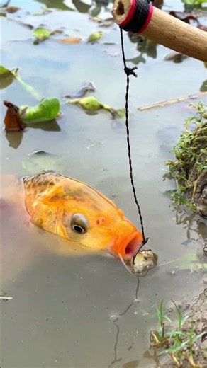 Amazing carp fishing #mrfishinglife #fishingvideos