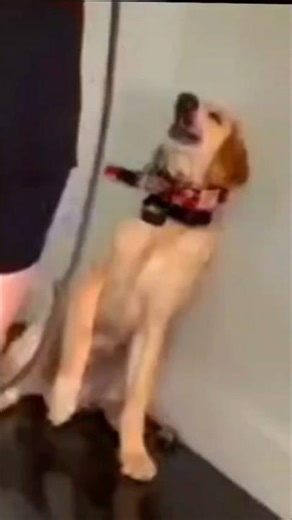 Puppy has Bad reaction when touched