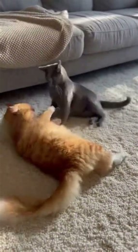 Two Angry Cats Fight Caught on Camera 😾🔥