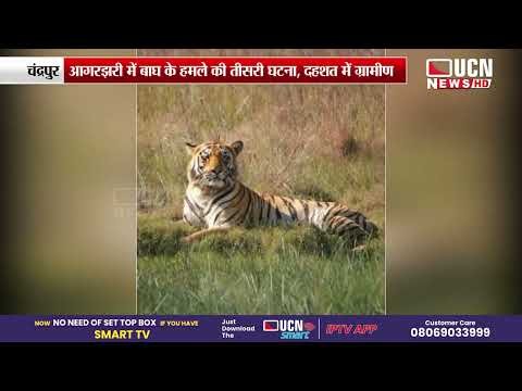 Chandrapur - आगरझरी तालाब परिसर में बाघ का हमला