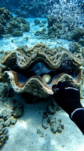 POV: I Found a 100-Year-Old Giant Clam... Look What's Inside!
