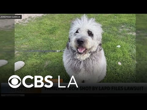 Family files federal civil rights suit after LAPD kills dog