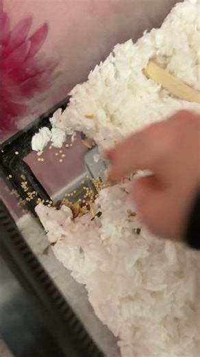 Feed puffy with me #bored #funny #foryou #pets #trend