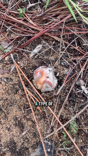 ETL - Relax Videos - this column stinkhorn is still in its..mp4 - COS.TV