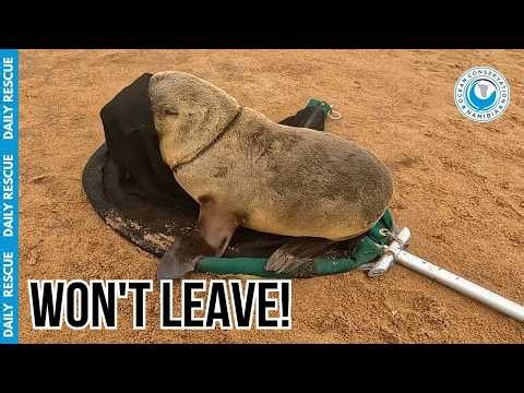 The Cutest Little Seal Nugget Had Other Plans