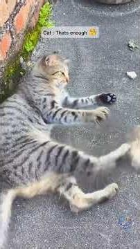 Cat WWE Matches Are Different 😭