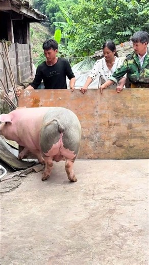 🐷💪 3 Farmers Struggle to Manage a Giant Pig