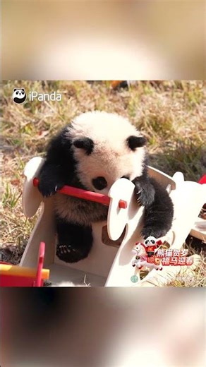 Panda Cubs Wishing You A Year Of Unstoppable Success! | iPanda #shorts