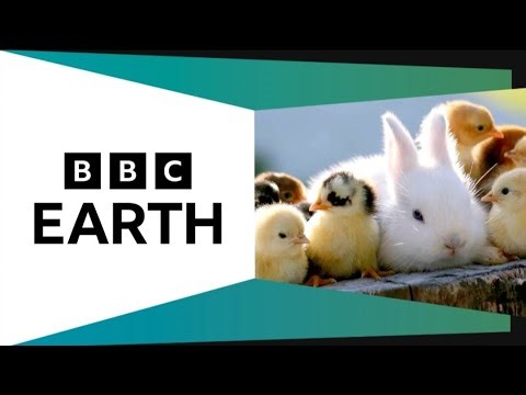 CBeebies Continuity 3 Aprll 2026