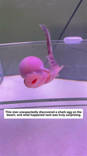 The man discovered shark eggs on the beach.