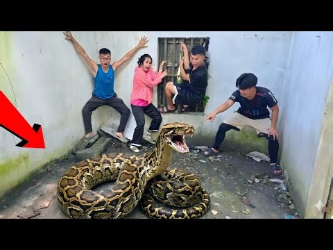 Brave Expert Rescues Young Man From Giant Golden Pythons And 100 Dragon Snakes