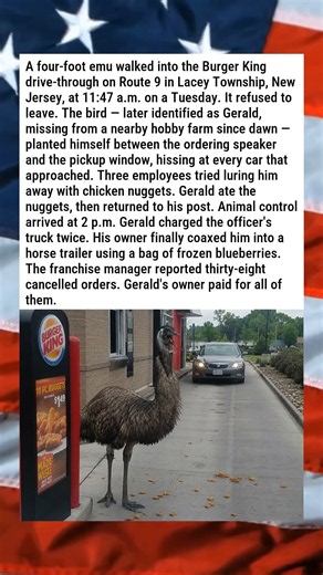 ESCAPED EMU SHUTS DOWN DRIVE-THROUGH FOR SIX HOURS 🏃‍♂️🍔😂