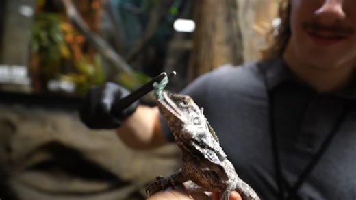 This became a much bigger project - Turtle pond build