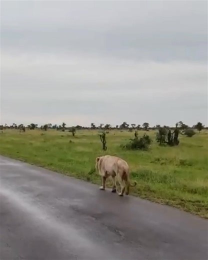 Casper, the noble lion of the iconic Kruger National Park continues to walk with resolute dignity in the African Bush Kingdom. As you can see on the video (Satara precinct near Nkaya Pan 01 Jan'26), his health is fading away - the scars across his body, and back injuries have altered his stride. We know his journey is nearing its final chapters. Age is no longer on his favor, and soon the inevitable will unfold. This is not a story of sorrow but of reverence. Casper’s scars are symbols of battle