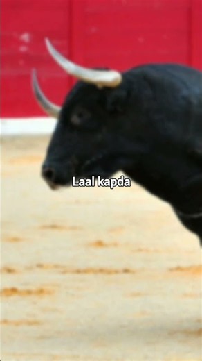 Why Do Bulls Get Angry at Red Cloth?