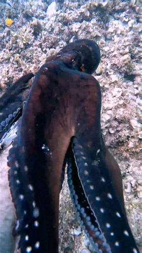 Curious Octopus || ViralHog