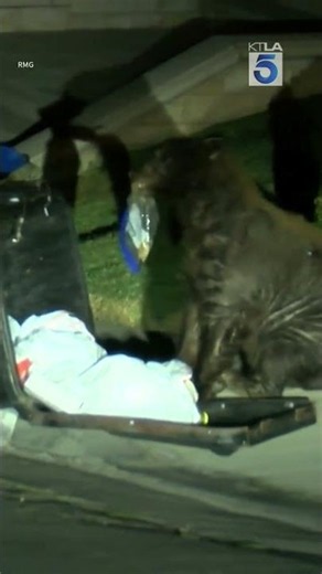 Bear spotted going through trash bin in Monrovia