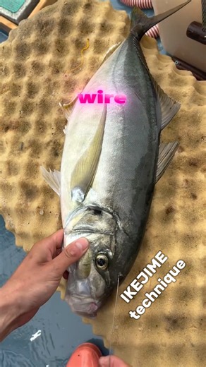 Are You Killing Fish WRONG?!