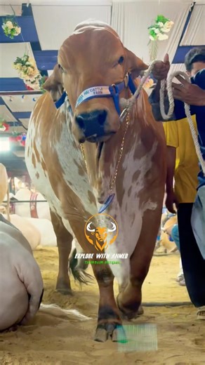 Top 5 Farms at Dalfa Cattle Show 2026!🔥Unbelievable Bulls on Display #shorts #cow #cowvideos #viral