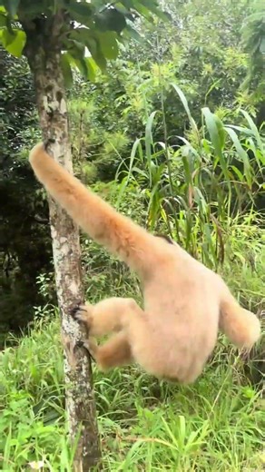 #gibbon #gibbons #monkey #monkeybehavior