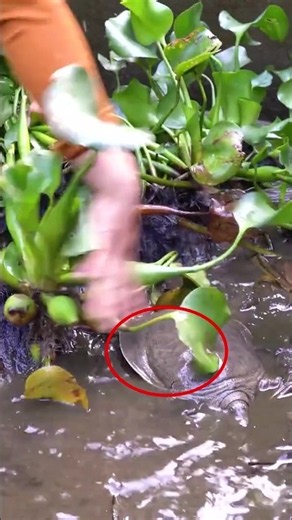 Harvesting Many Soft-shell Turtles Raised in Mud-and-Water-Hyacinth Tanks
