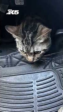 Missing cat returns home after Tumwater fire