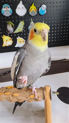 Jackie’s cookie song is such a treat! 👌🎶🦜 #cockatielscraze