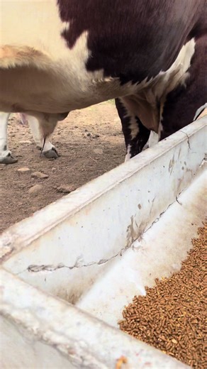 Rufus the Bull: Safety First Tips