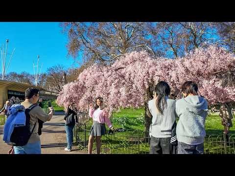 London Spring Walk 2026 🌸 St James’s Park to London Eye via Big Ben | 4K HDR ASMR