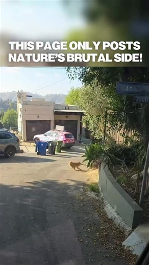 Nature’s Brutal. on Instagram: "Two coyotes catch a squirrel and quickly split the meal. For small prey animals, encounters like this are routine rather than exceptional. Squirrels live under constant predation pressure from birds of prey, snakes, foxes, and multiple carnivorous mammals. Survival depends on vigilance, speed, and numbers rather than strength. Prey species persist because their reproductive rates are high enough to offset constant losses. In most ecosystems, this balance is essent