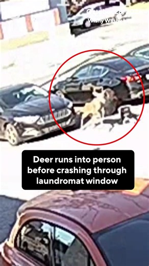 A deer collided with a woman in a North Carolina parking lot before crashing through a laundromat window and running through the store.